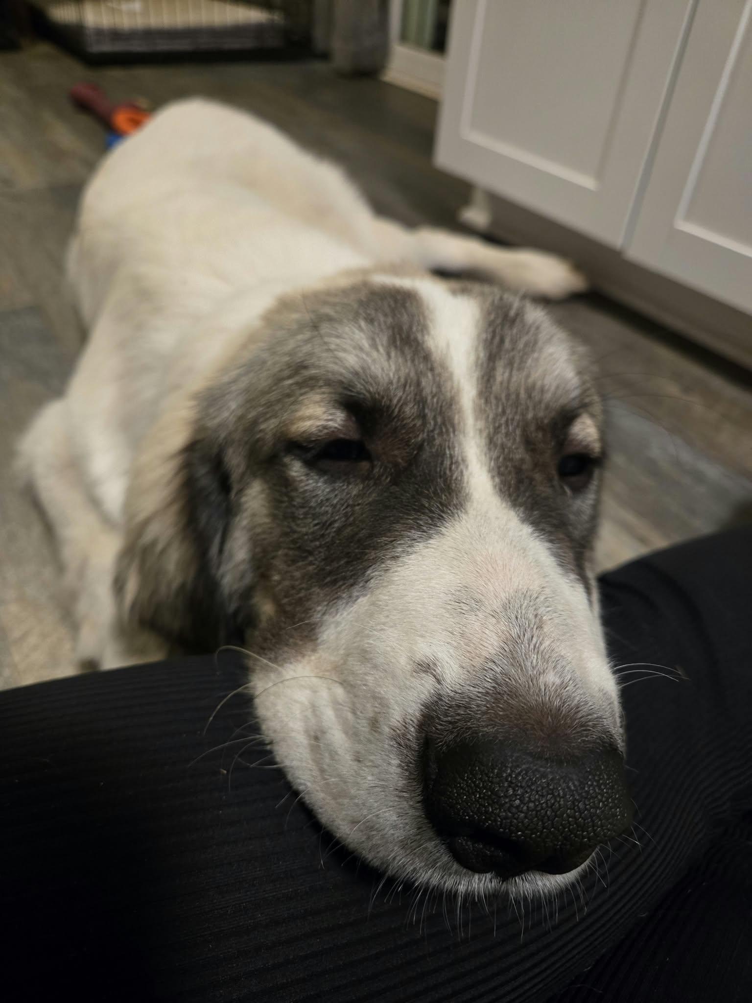 Enlarge Fred, a Adoptable mixed breed in Oklahoma City, OK, OK image 3/6