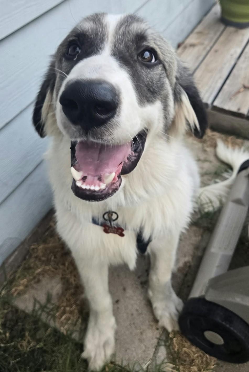 Enlarge Fred, a Adoptable mixed breed in Oklahoma City, OK, OK image 6/6