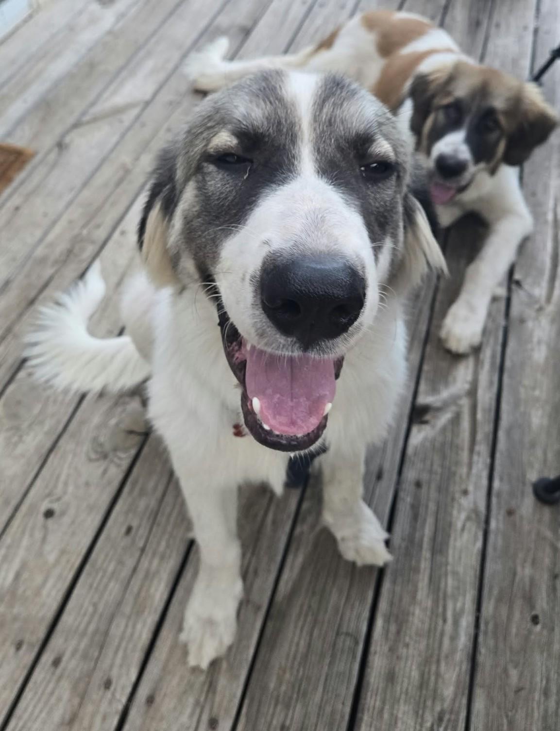 Enlarge Fred, a Adoptable mixed breed in Oklahoma City, OK, OK image 2/6