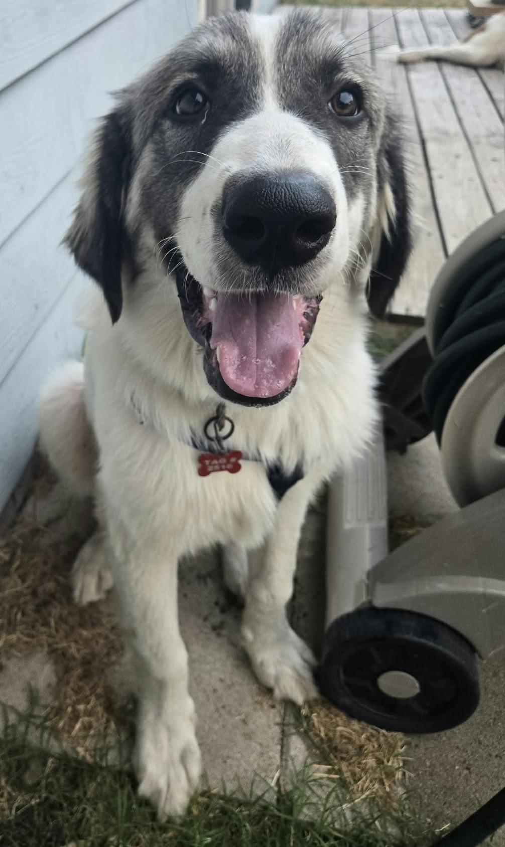 Enlarge Fred, a Adoptable mixed breed in Oklahoma City, OK, OK image 5/6