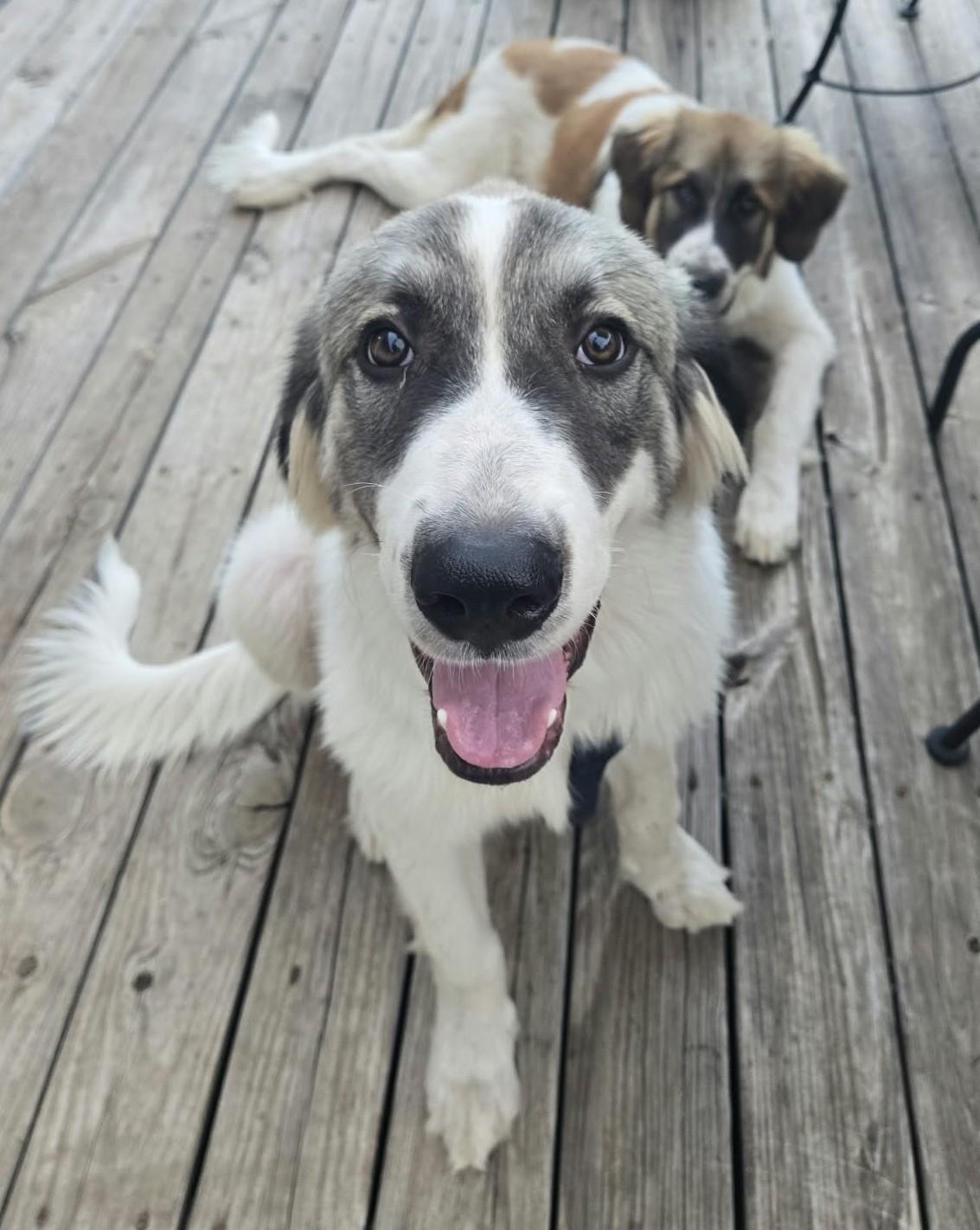 Enlarge Fred, a Adoptable mixed breed in Oklahoma City, OK, OK image 4/6