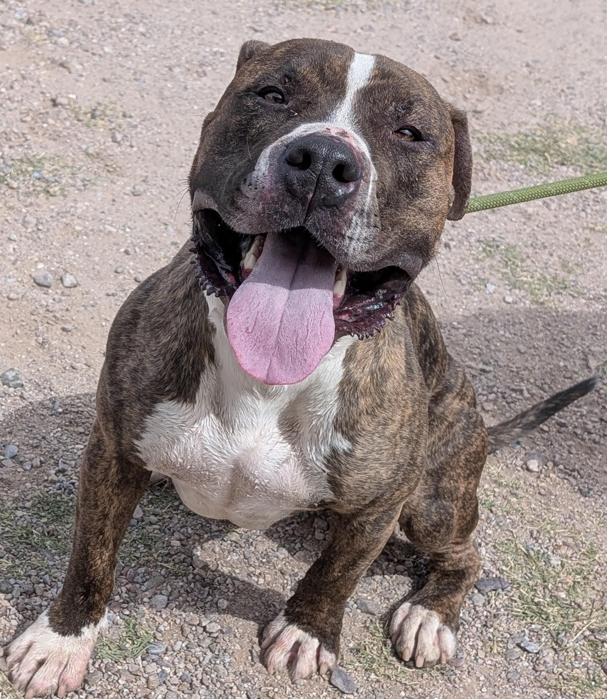 Juno, ADOPTABLE, Adult Male American Bully.