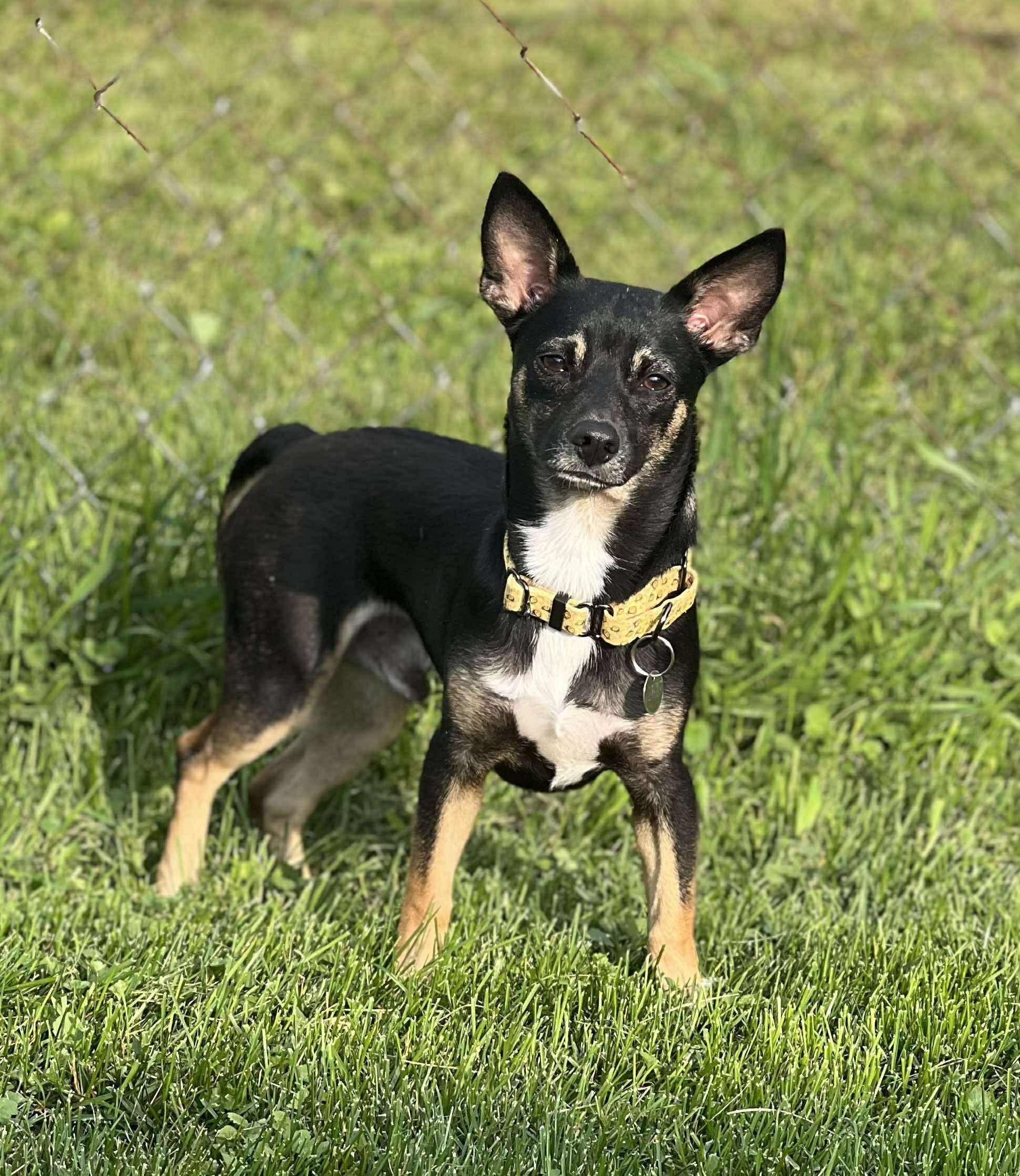 Thumper, Adult Male Terrier