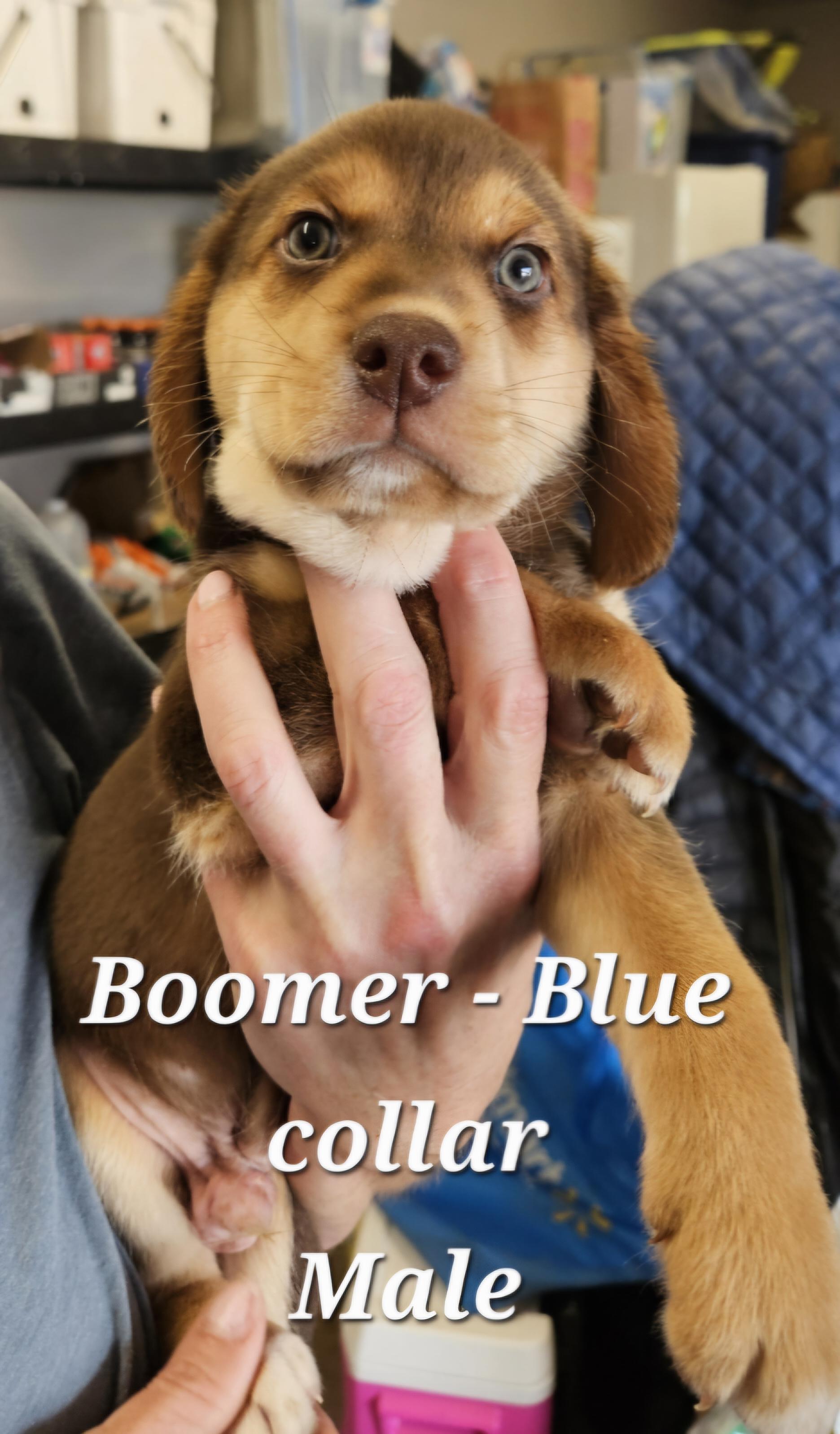 Boomer, ADOPTABLE, Puppy Male Hound.