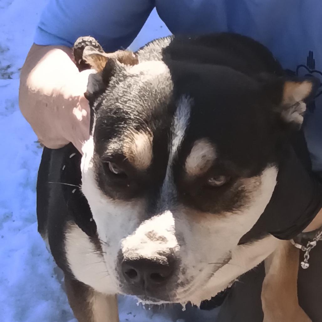 Mabel, Adoptable, Adult Female Pit Bull Terrier & Cardigan Welsh Corgi.