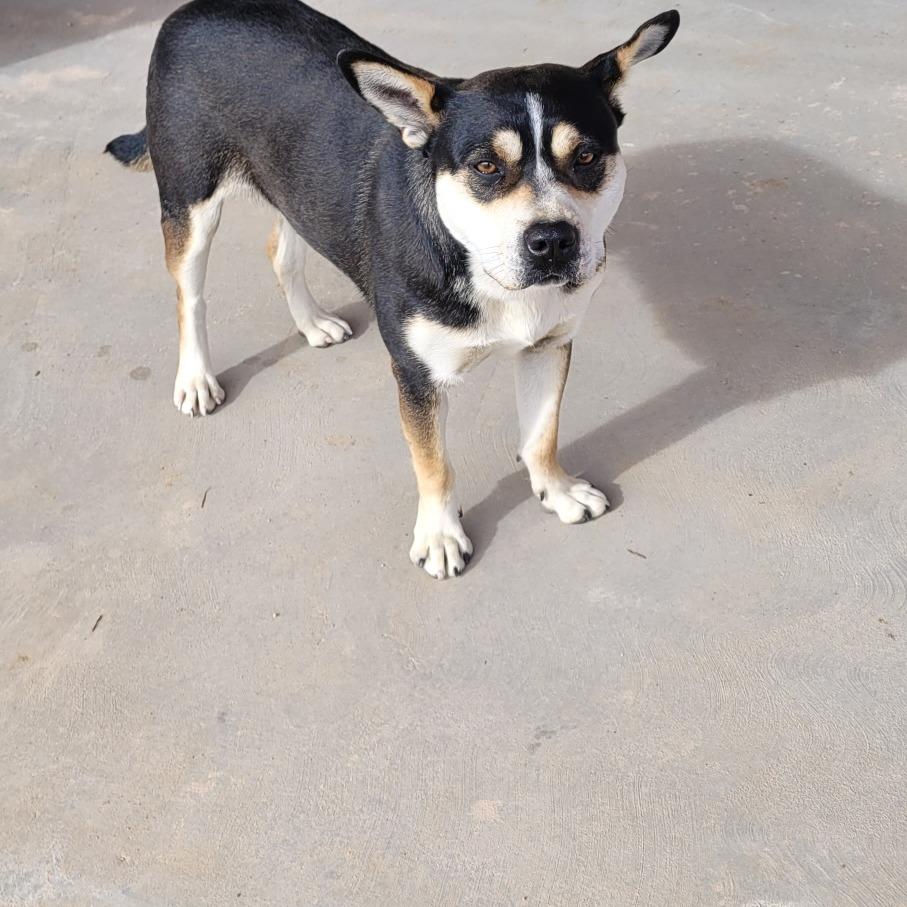 Enlarge Mabel, a Adoptable mixed breed in Taos, NM image 1/1