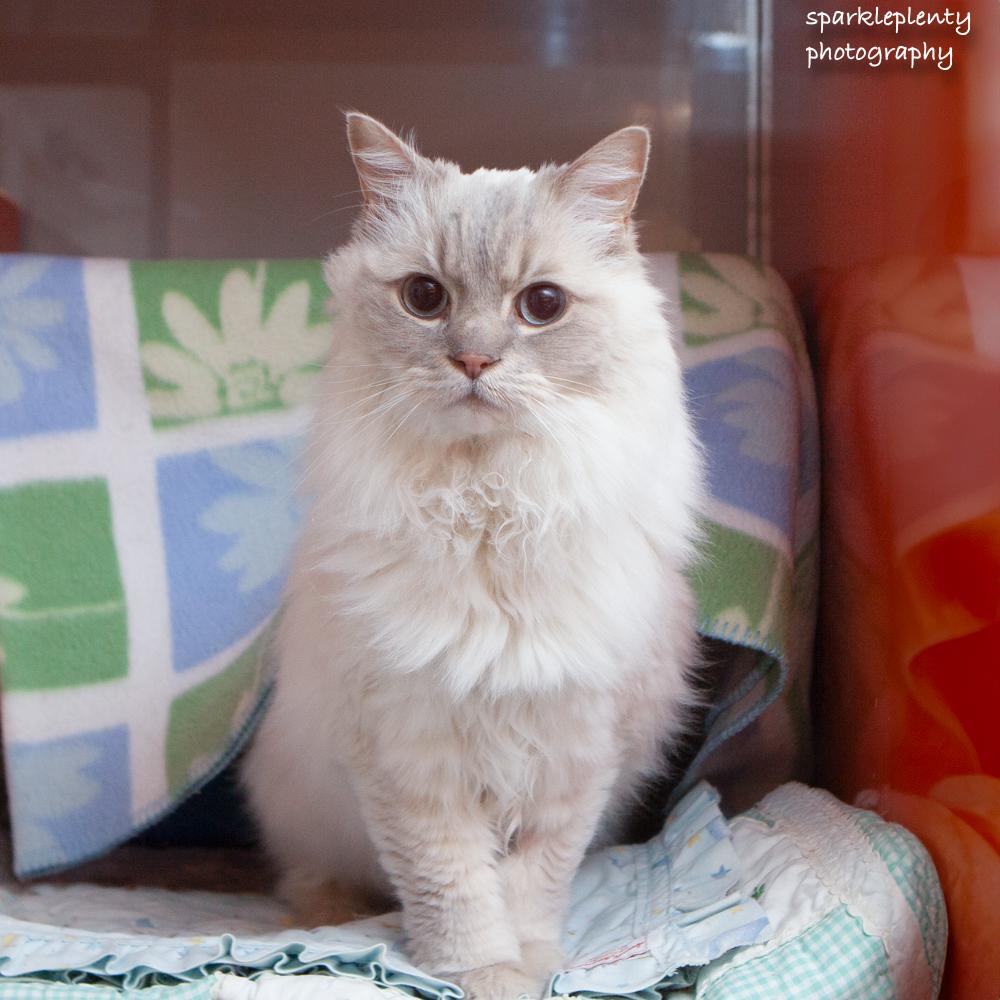 Enlarge Eros, a Adoptable Ragdoll in Ridgefield, CT image 3/3