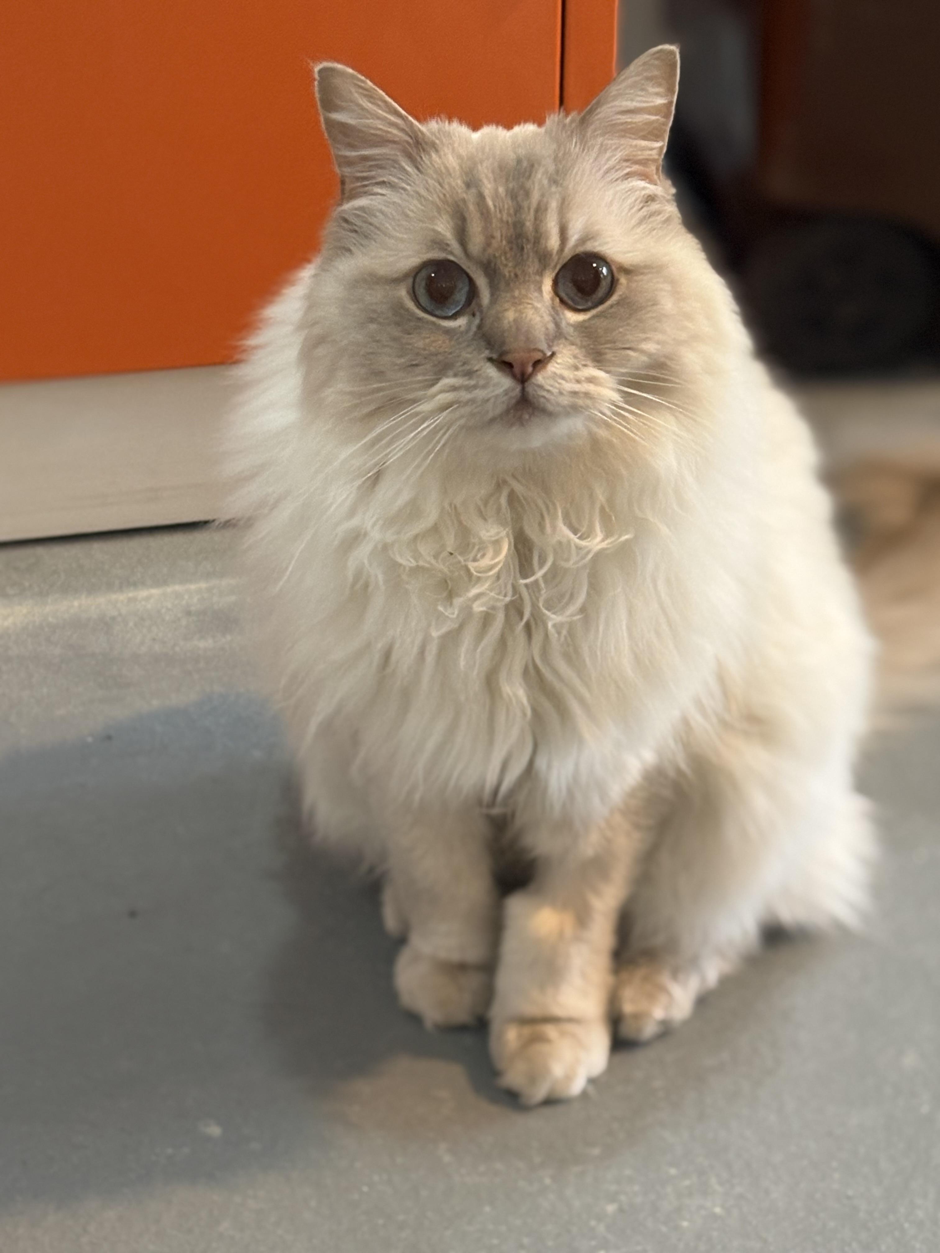 Eros, an adopted Ragdoll in Ridgefield, CT image 5/5