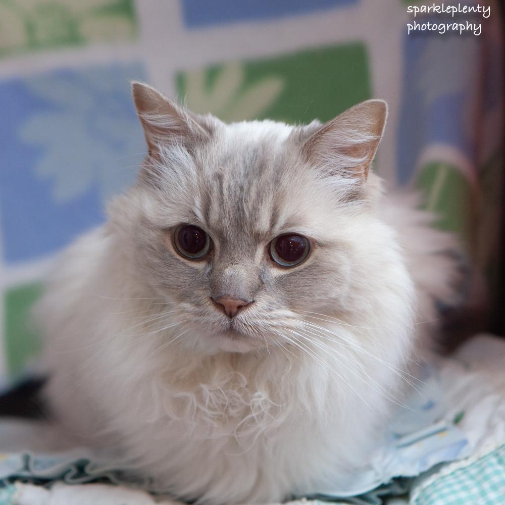 Enlarge Eros, a Adoptable Ragdoll in Ridgefield, CT image 2/3