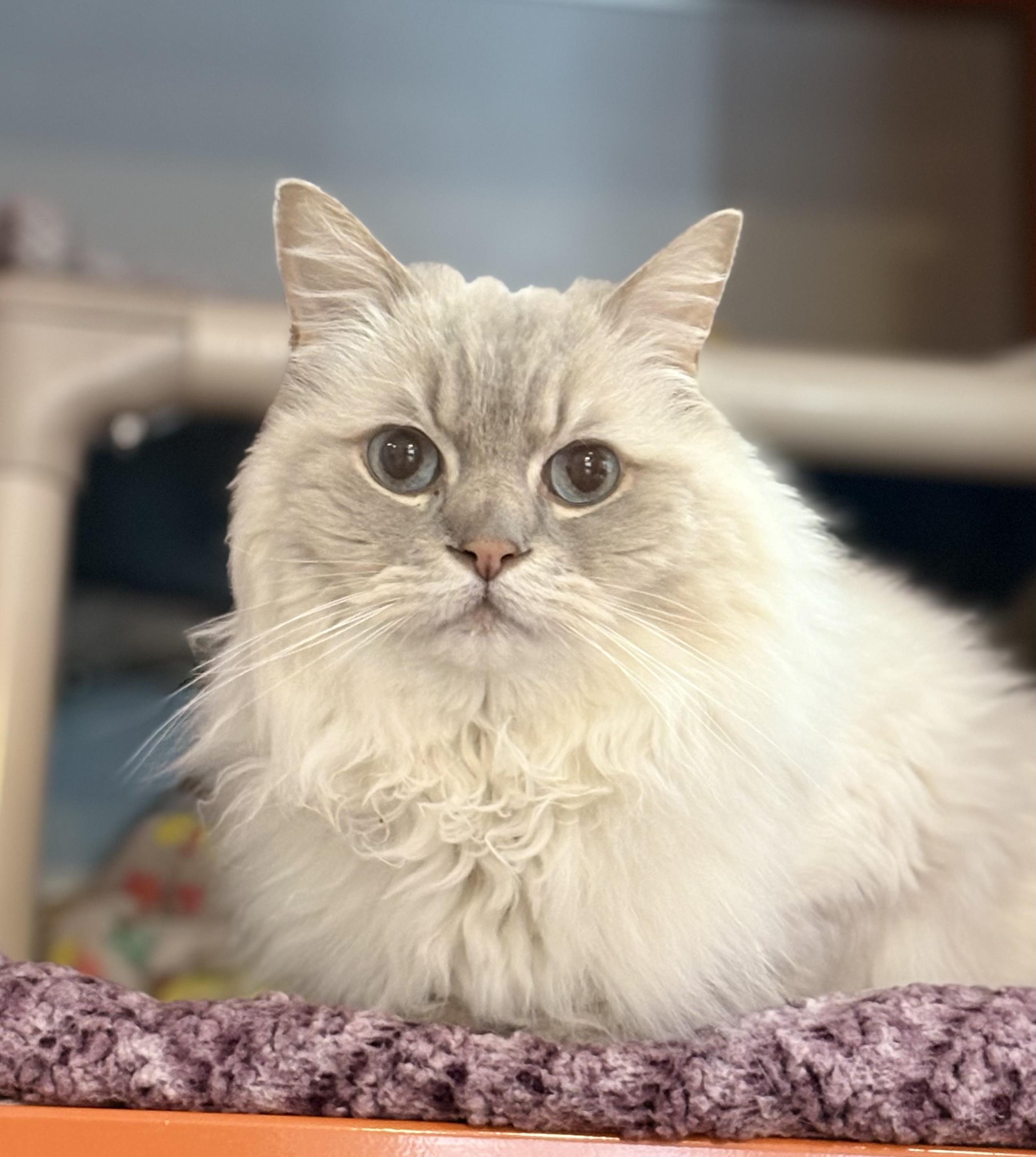 Eros, an adopted Ragdoll in Ridgefield, CT image 4/5