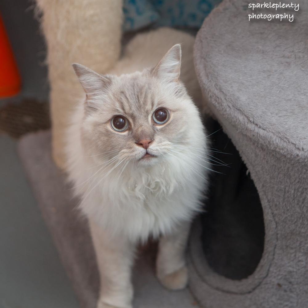 Enlarge Eros, a Adoptable Ragdoll in Ridgefield, CT image 1/3