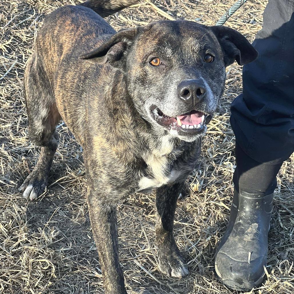 Raider, Adoptable, Senior Male Mixed Breed.