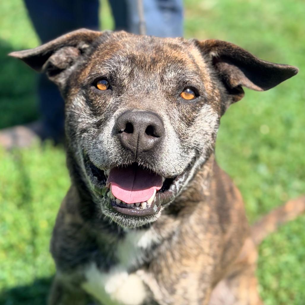 Raider, a Adoptable Mixed Breed in Huntington, WV image 2/6