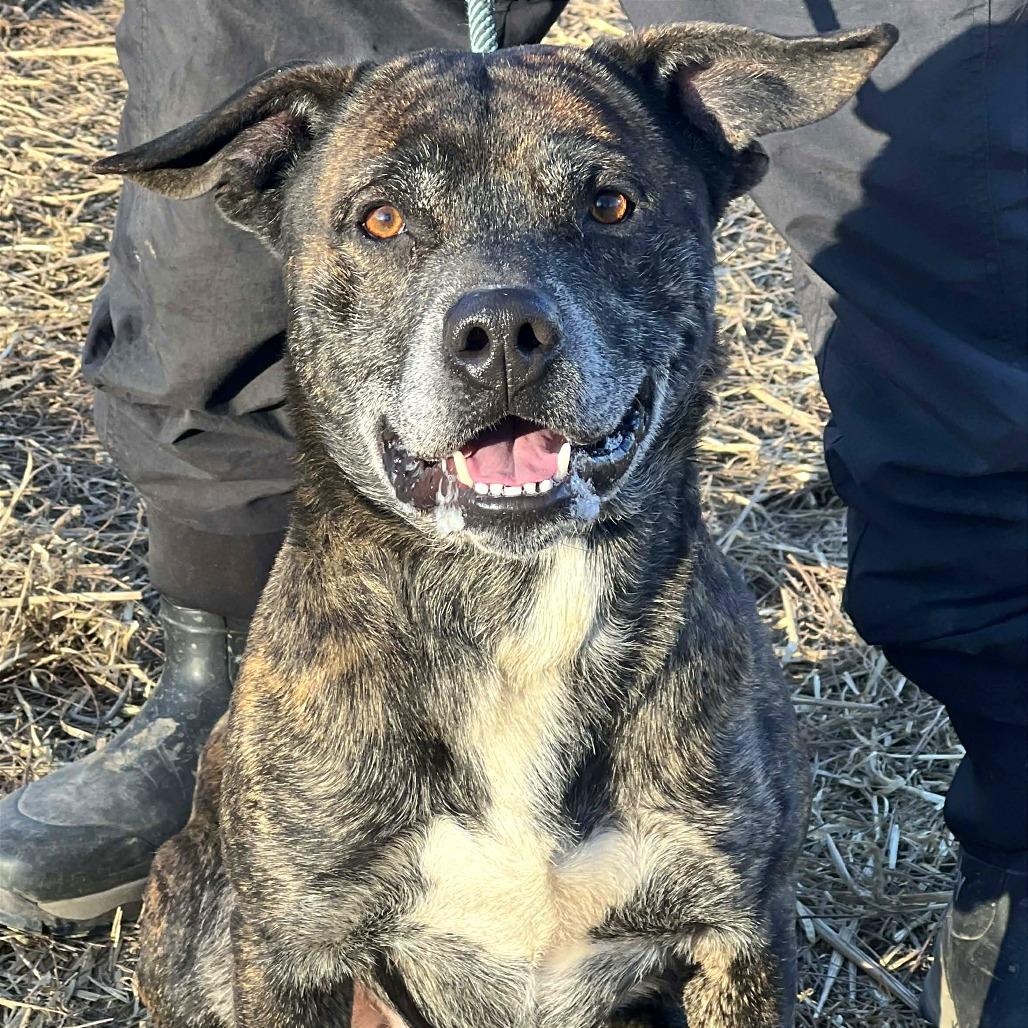 Raider, a Adoptable Mixed Breed in Huntington, WV image 3/6