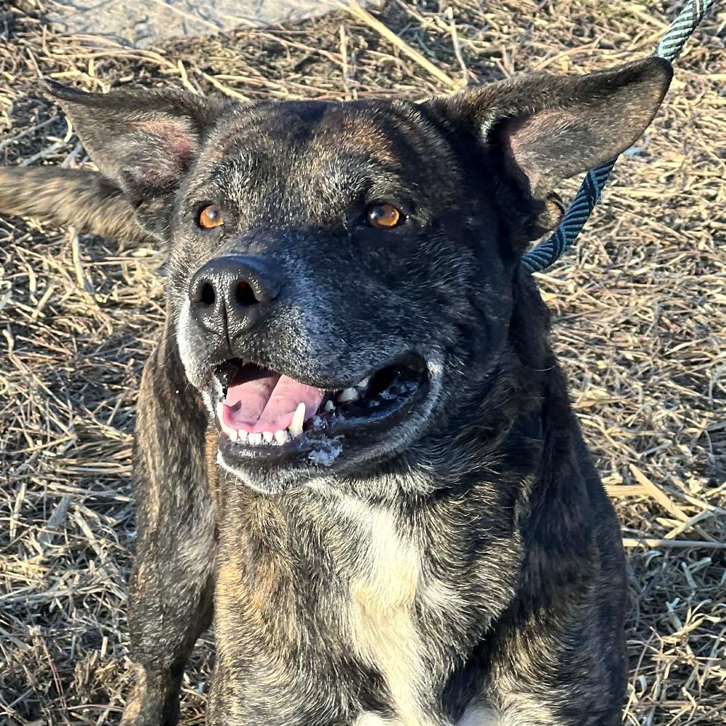 Raider, a Adoptable Mixed Breed in Huntington, WV image 4/6