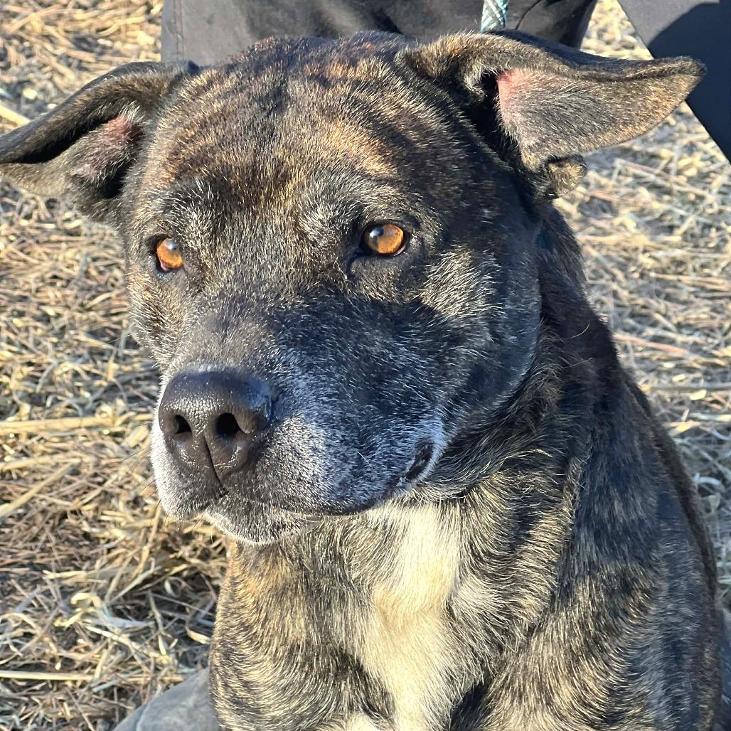 Raider, a Adoptable Mixed Breed in Huntington, WV image 5/6