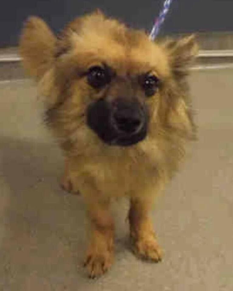 Enlarge Dexter, a Adoptable Terrier in Clinton, ME image 1/1
