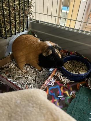 Donut, ADOPTABLE, Young Male Guinea Pig.