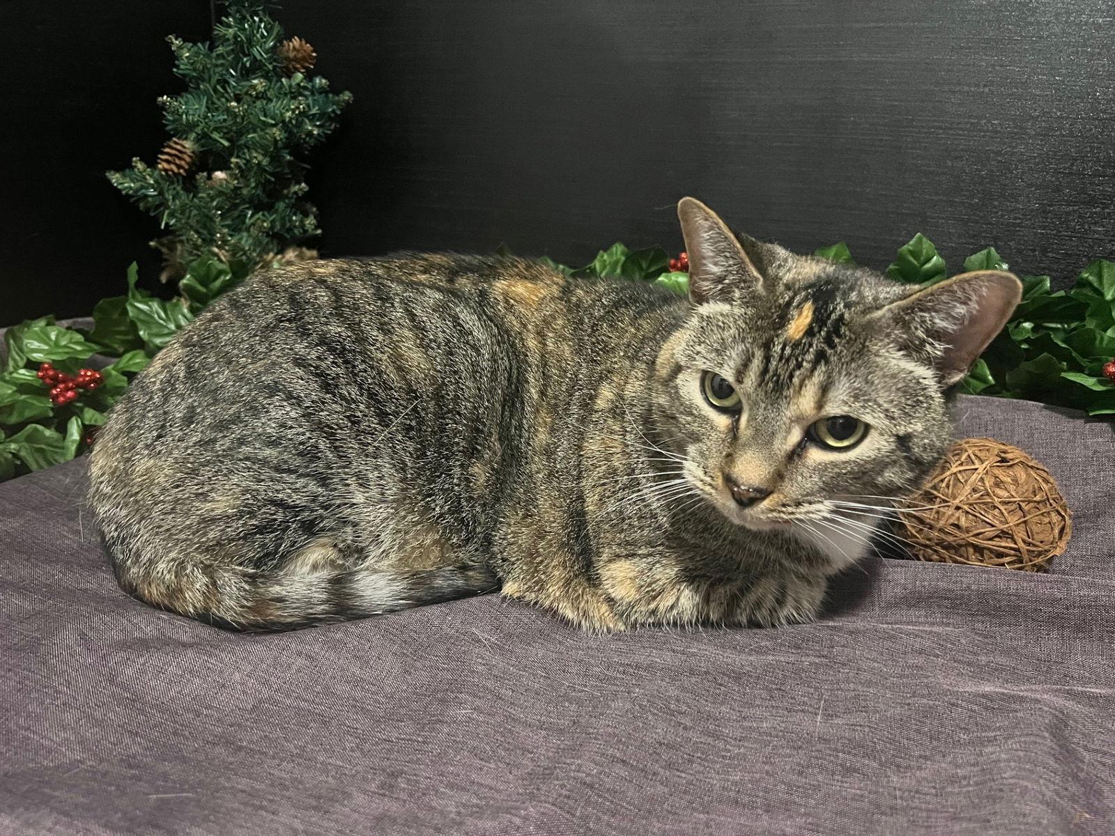 Leslie, Adoptable, Adult Female Tabby & Domestic Short Hair.