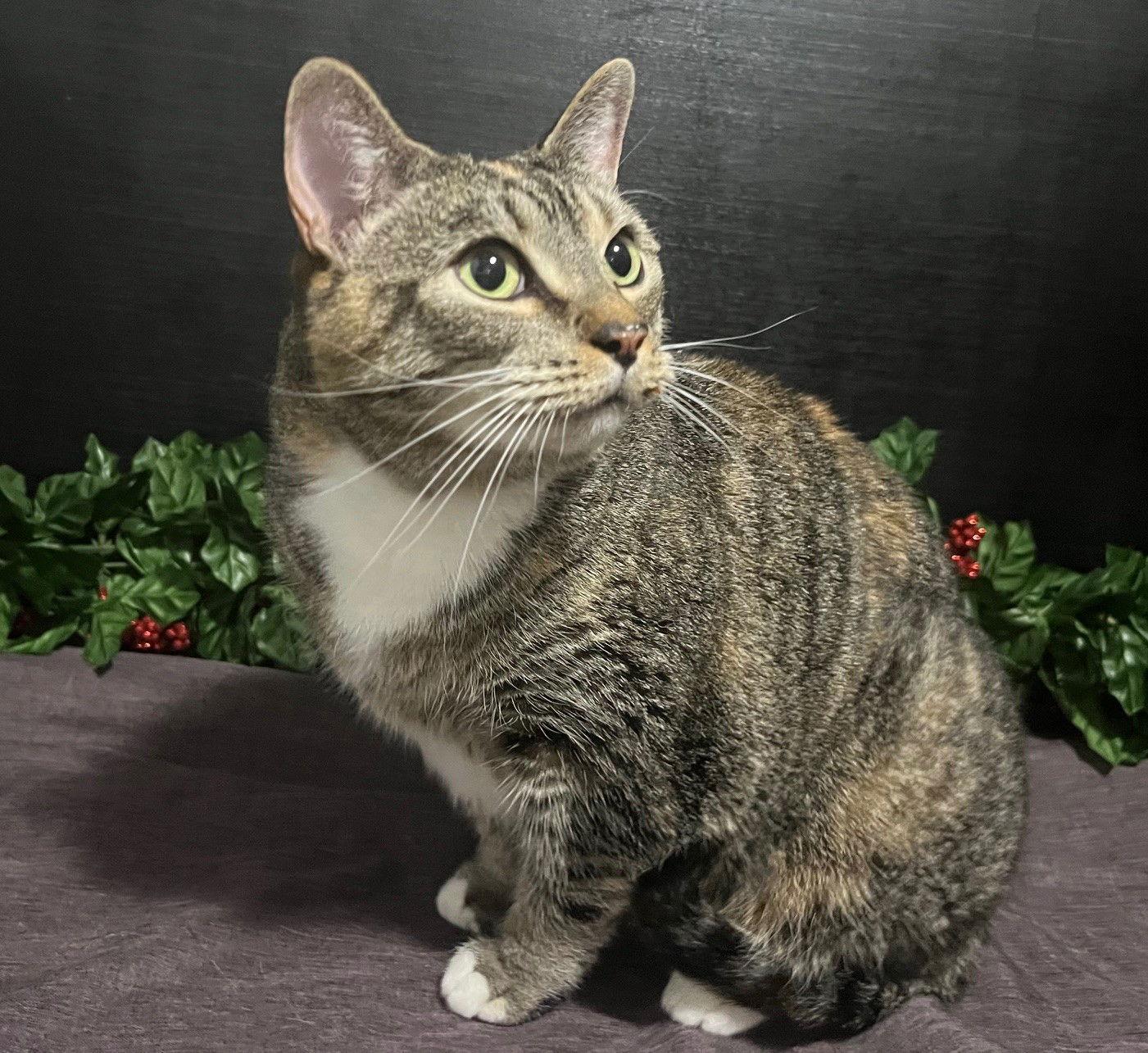 Leslie, a Adoptable mixed breed in Fayetteville, GA image 2/3