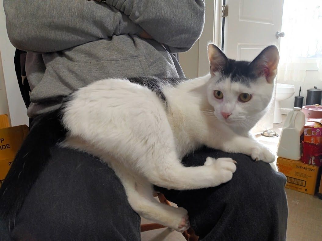 Oakley, a Adoptable mixed breed in Owatonna, MN image 1/6