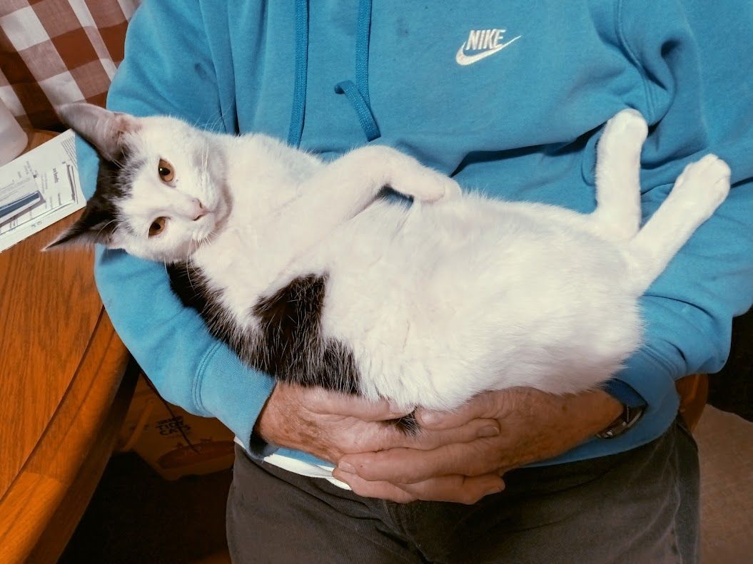 Oakley, a Adoptable mixed breed in Owatonna, MN image 2/6