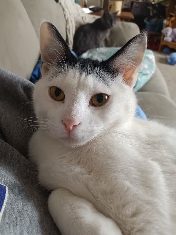 Oakley, a Adoptable mixed breed in Owatonna, MN image 3/6