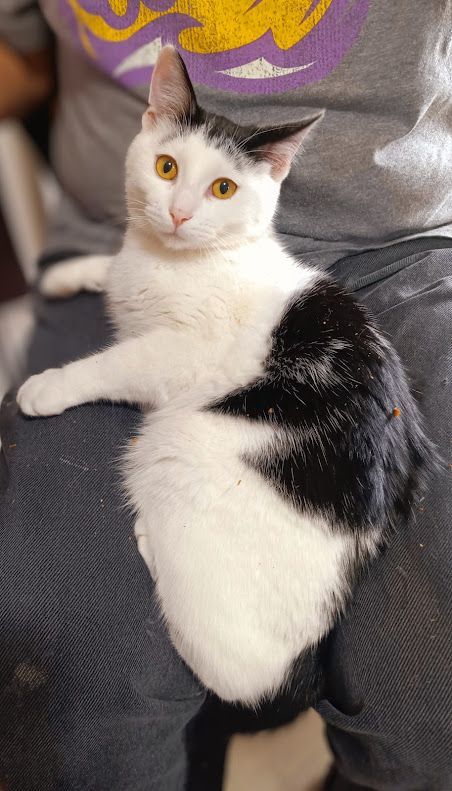 Oakley, a Adoptable mixed breed in Owatonna, MN image 4/6