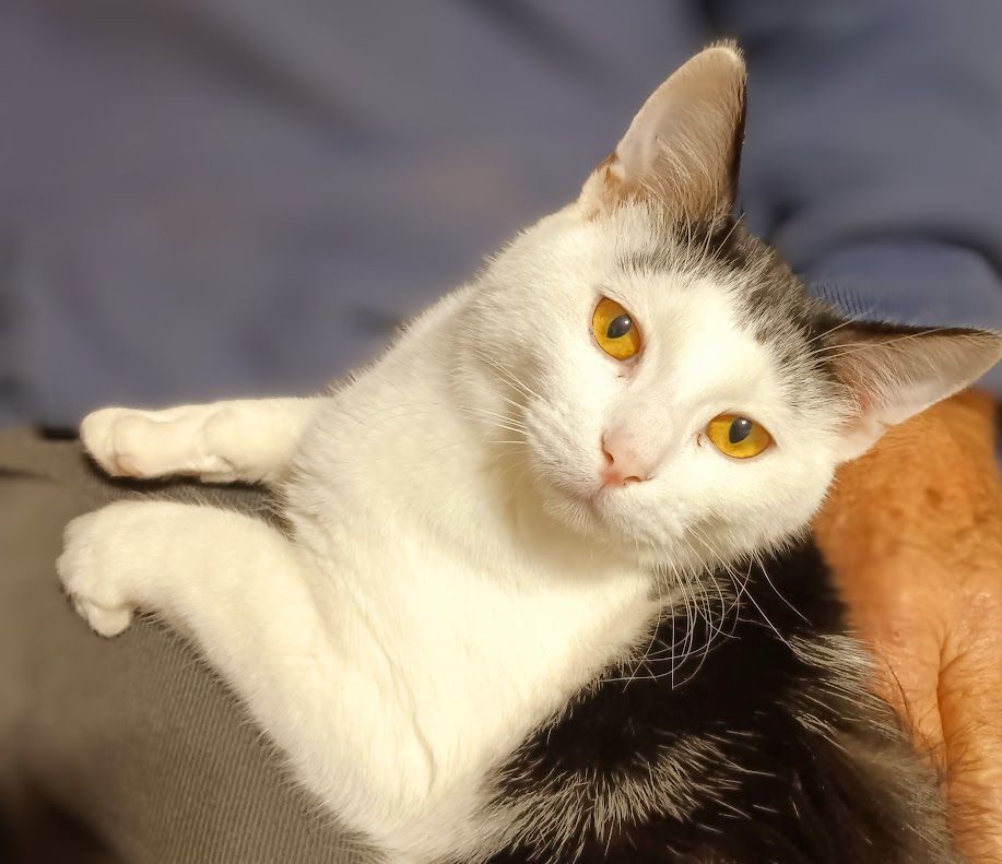 Oakley, a Adoptable mixed breed in Owatonna, MN image 5/6