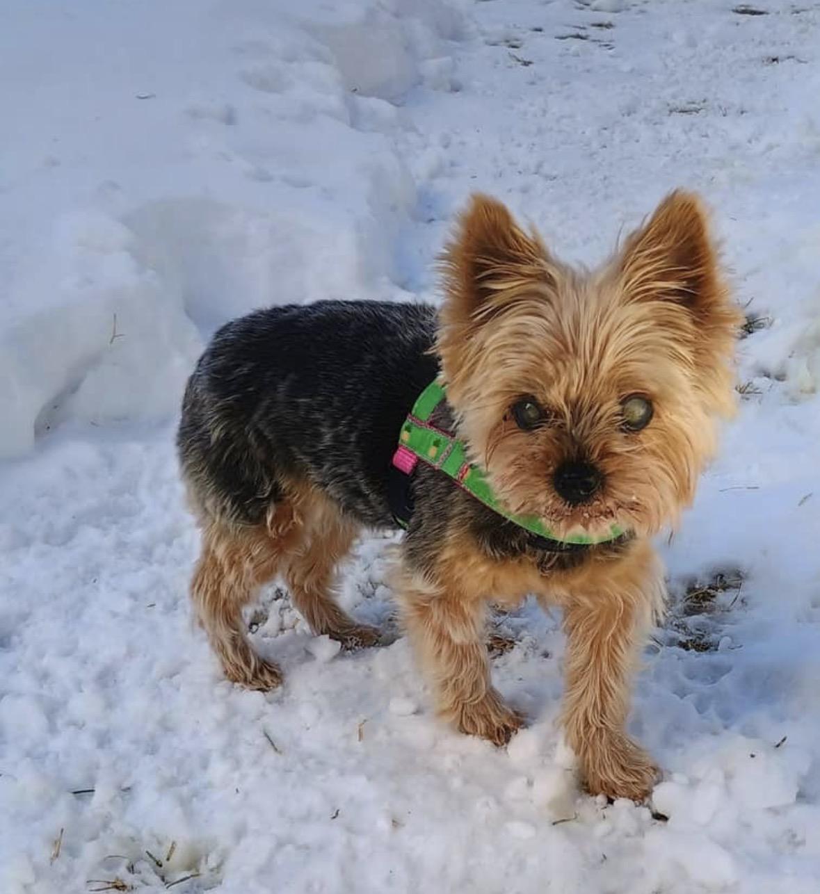 Sweetpea, ADOPTABLE, Senior Female Yorkshire Terrier.