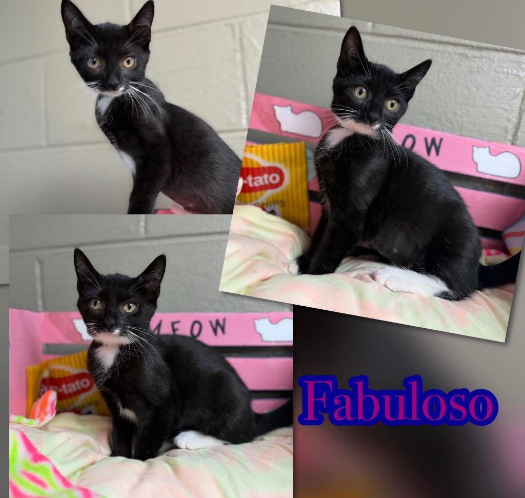 Fabuloso, Adoptable, Kitten Female Domestic Short Hair.