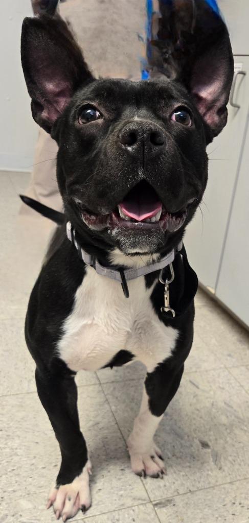 Enlarge Lauren, a Adoptable mixed breed in Sandusky, OH image 1/1