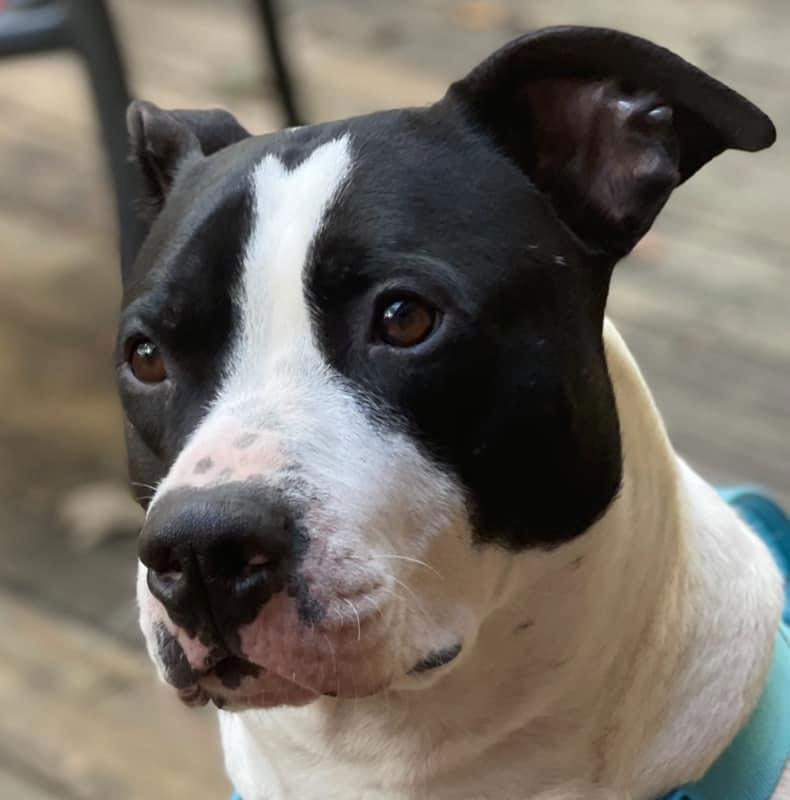 Garrett- FOSTER NEEDED, Adoptable, Young Male Boxer & Pit Bull Terrier.