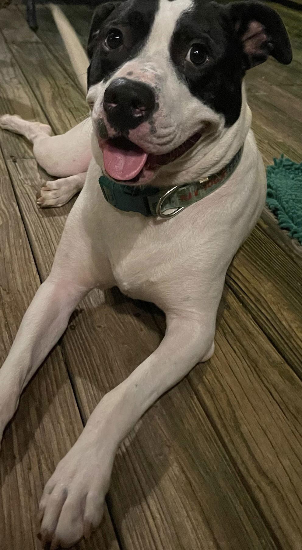 Garrett- FOSTER NEEDED, a Adoptable mixed breed in Spring City, PA image 2/3