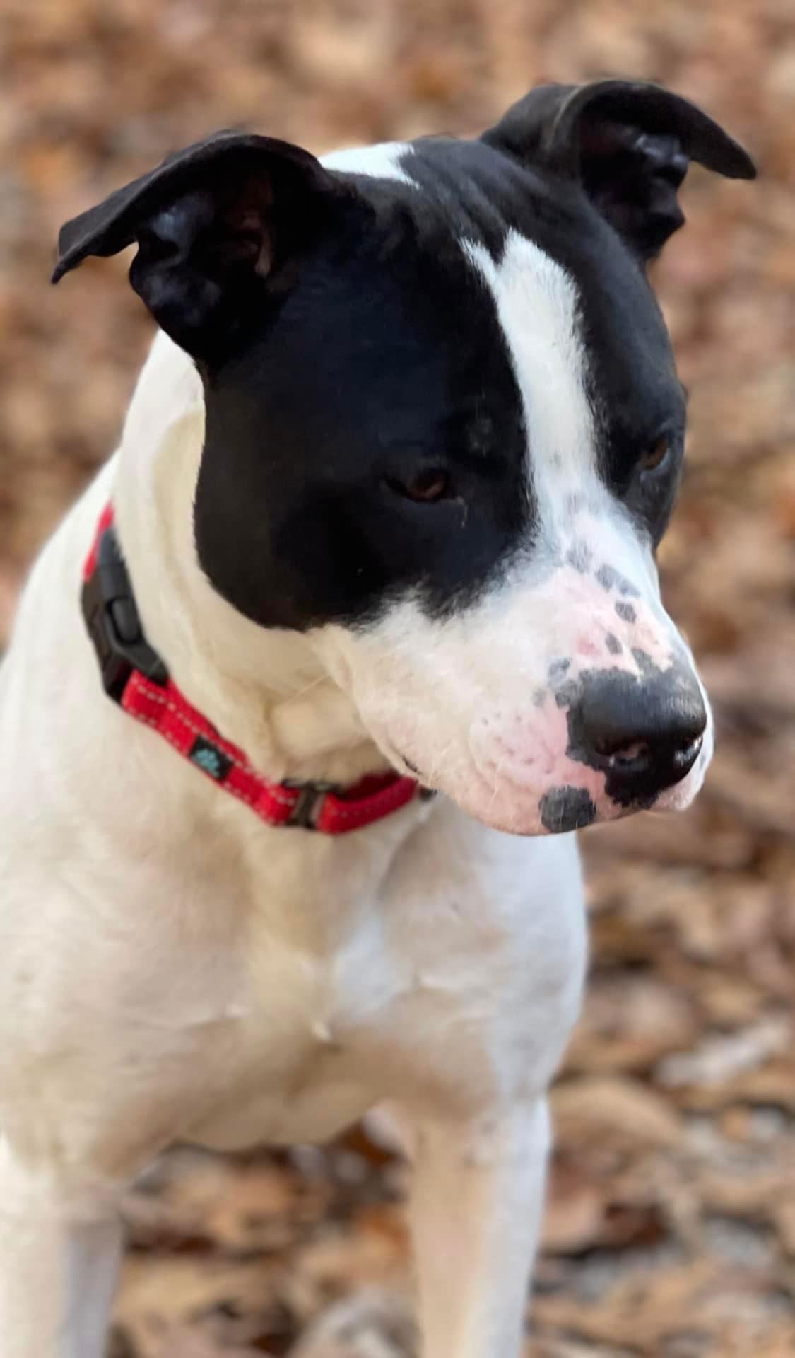 Garrett- FOSTER NEEDED, a Adoptable mixed breed in Spring City, PA image 2/6