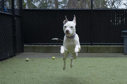 Remi, a Adoptable mixed breed in Bellevue, WA image 1/3