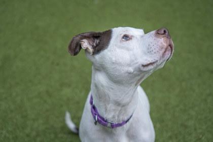 Remi, a Adoptable mixed breed in Bellevue, WA image 2/3