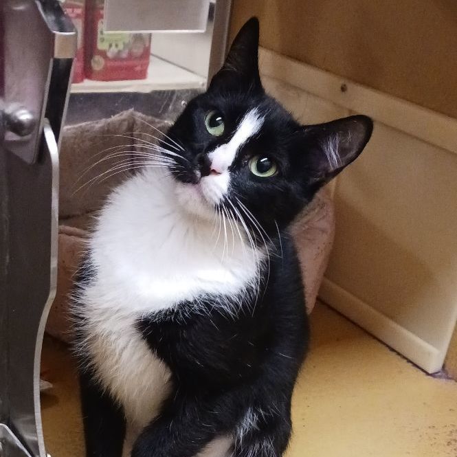 Marietta B. - Sassy and Sweet, a Adoptable Tuxedo in New York, NY image 3/6