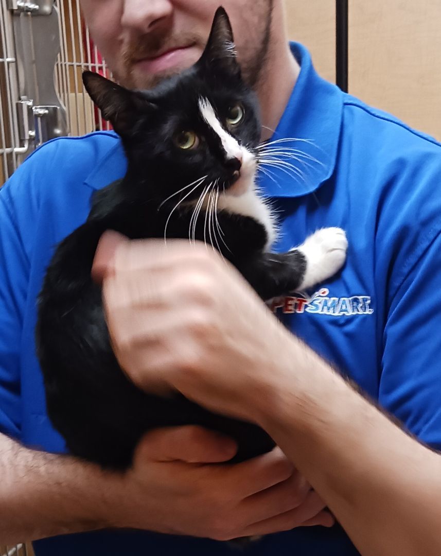 Marietta B. - Sassy and Sweet, a Adoptable Tuxedo in New York, NY image 4/6