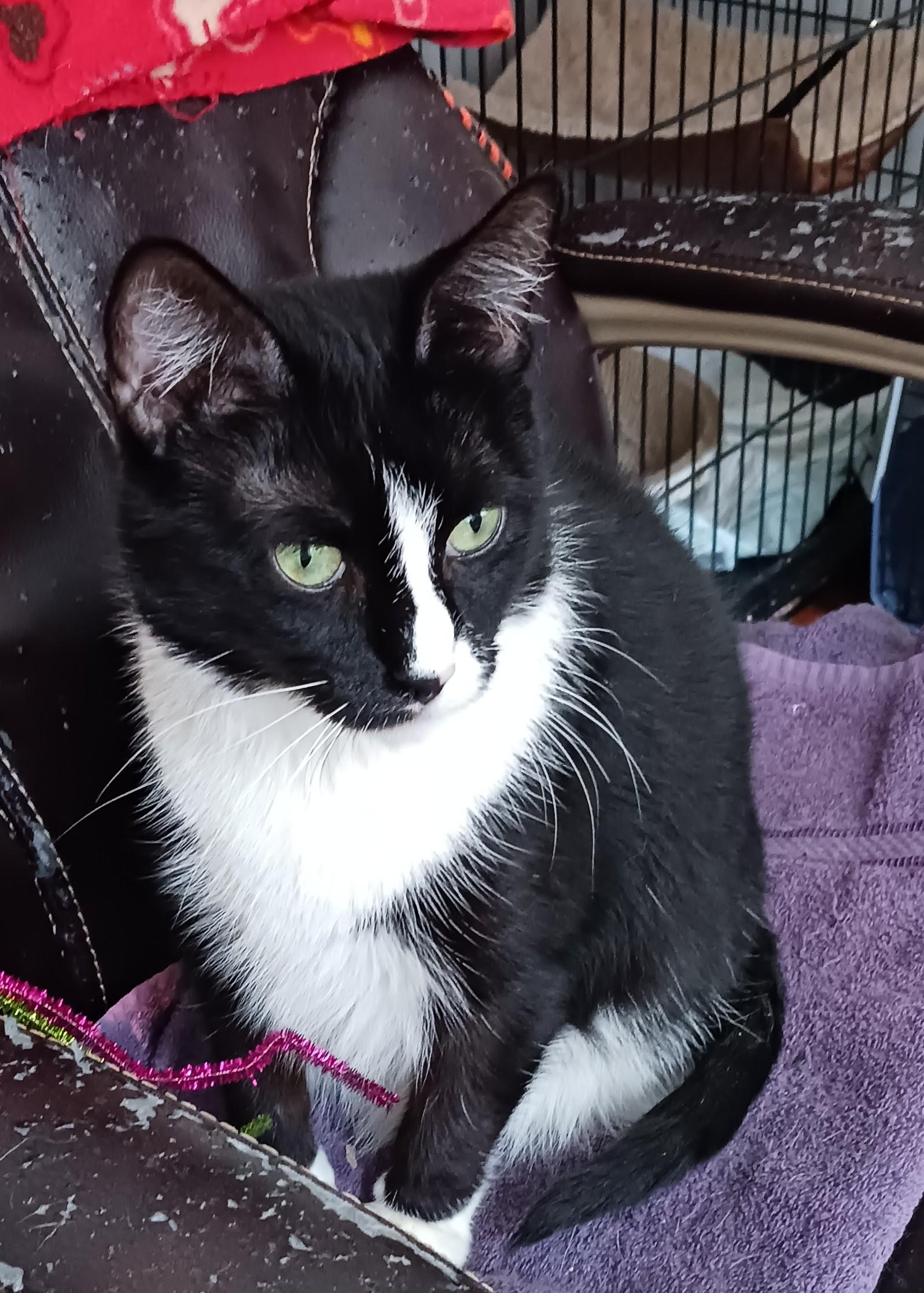 Marietta B. - Sassy and Sweet, a Adoptable Tuxedo in New York, NY image 1/6