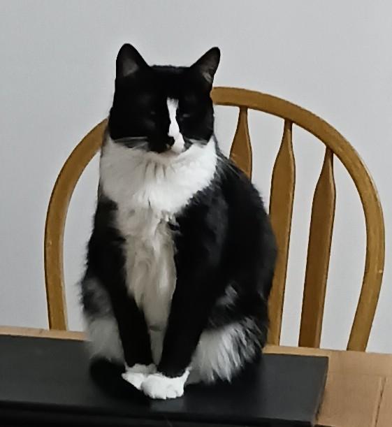 Marietta B. - Sassy and Sweet, a Adoptable Tuxedo in New York, NY image 2/6