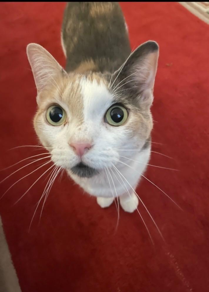 Rosie, ADOPTABLE, Adult Female Domestic Short Hair.