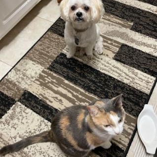 Rosie, a ADOPTABLE Domestic Short Hair in Palm Harbor, FL image 3/6