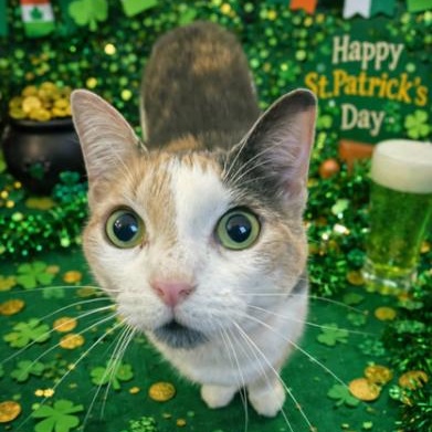 Rosie, a ADOPTABLE Domestic Short Hair in Palm Harbor, FL image 1/6