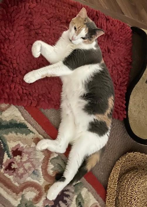 Rosie, a ADOPTABLE Domestic Short Hair in Palm Harbor, FL image 3/4