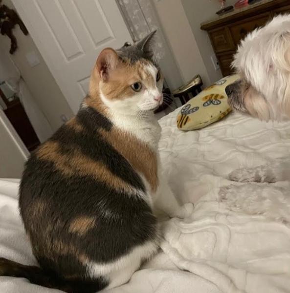 Rosie, a ADOPTABLE Domestic Short Hair in Palm Harbor, FL image 2/4