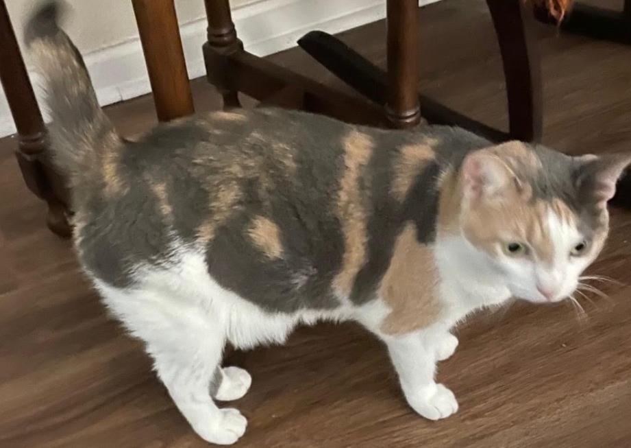 Rosie, a ADOPTABLE Domestic Short Hair in Palm Harbor, FL image 4/4