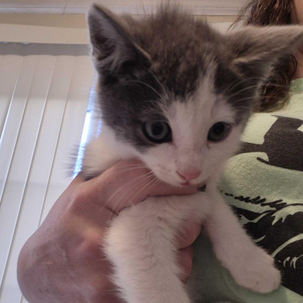 Enlarge Marco, a Adoptable Domestic Short Hair in Oak Hill, WV image 1/1