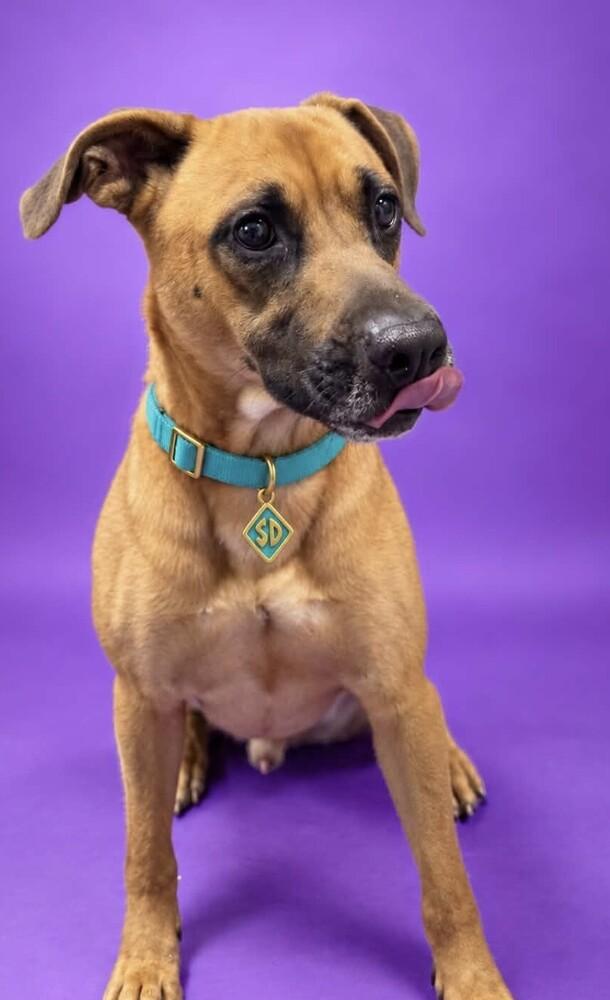 Hanson (aka Hank), Adoptable, Young Male Black Mouth Cur.
