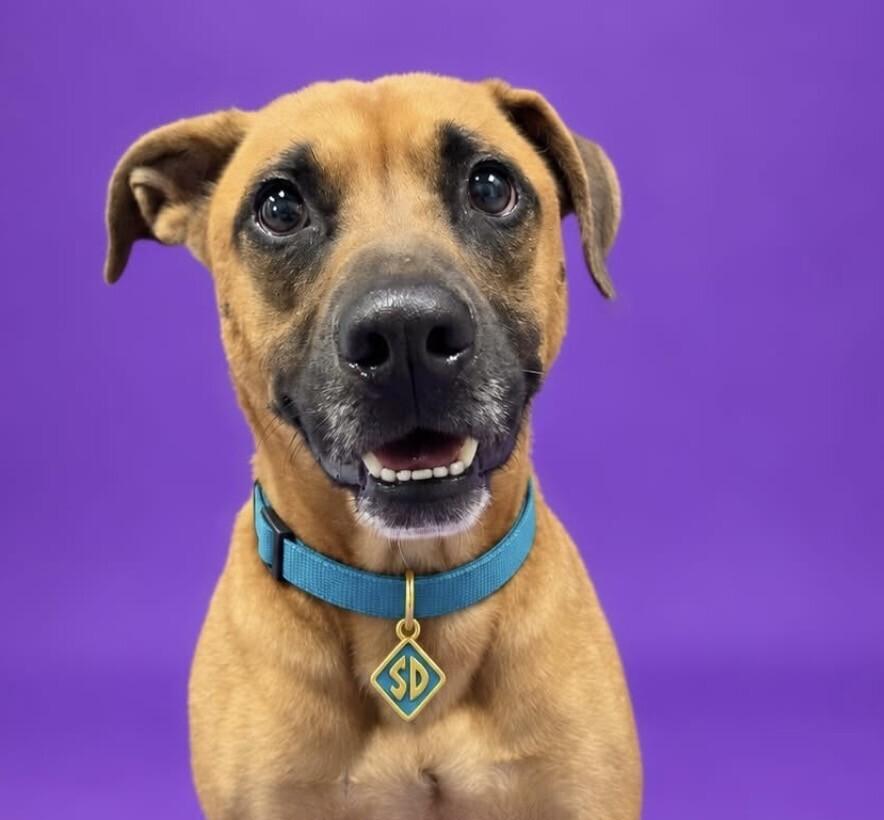 Enlarge Hanson (aka Hank), a Adoptable mixed breed in Washington, DC image 2/2